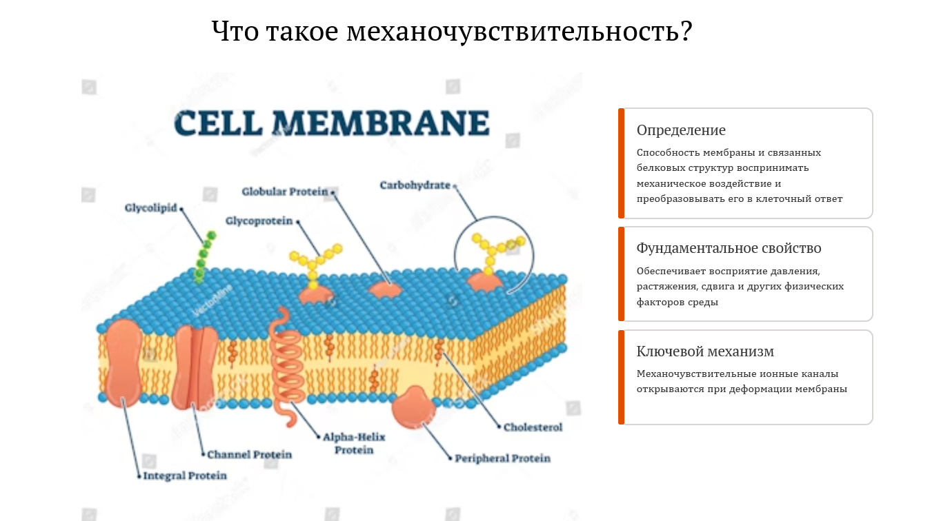 Что такое механочувствительность
